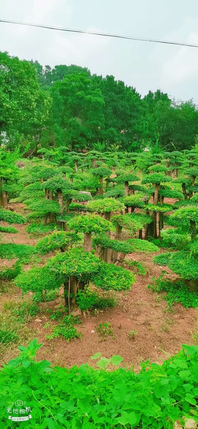 对节白蜡  对接白蜡各种规格。各种造型。京山源产地一手货源。欢迎老板咨询