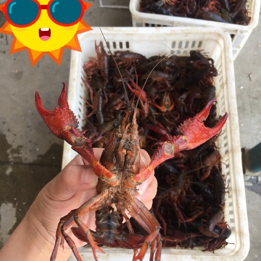 潜江市小龙虾  正宗潜江清水虾