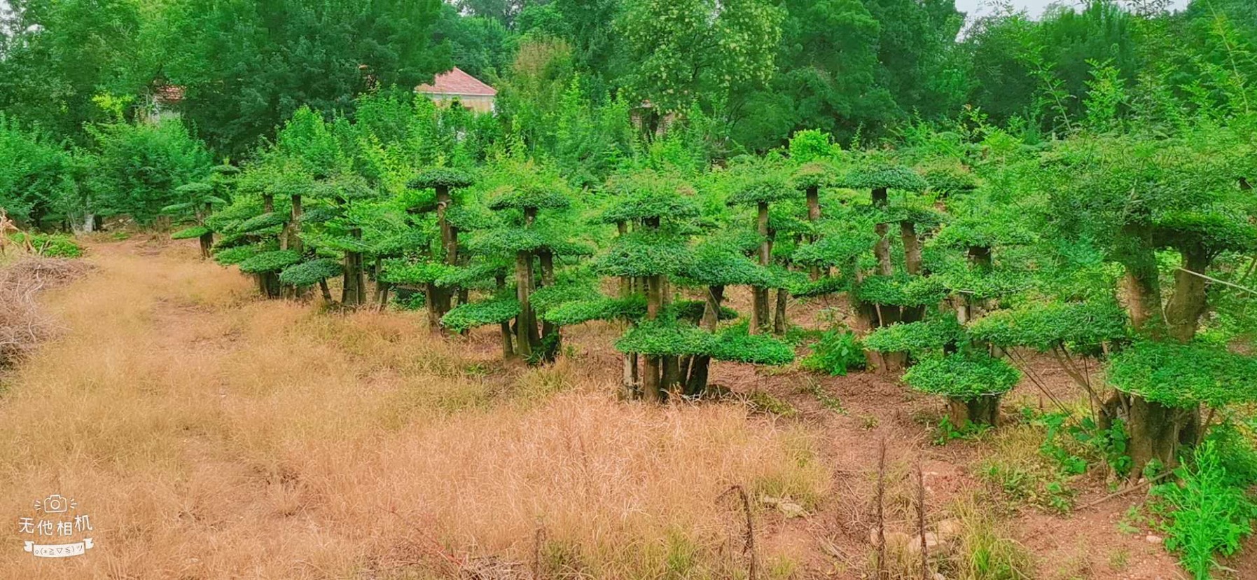 对节白蜡  对接白蜡各种规格。各种造型。京山源产地一手货源。欢迎老板咨询