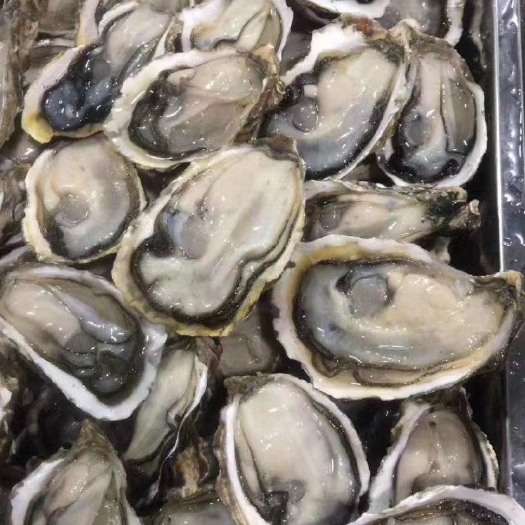 漳浦县漳州生蚝 海水 1-2两/只 2-3两/只 3-4两/只 4-5两/只 5-6两/只 6两以上/只   鲜活水产