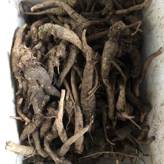 宜昌 自然生长的南沙参鲜货鲜食货