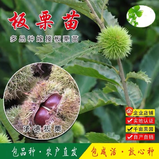 平邑县 板栗树苗嫁接大红袍板栗苗栗子树苗南方北方种植果树苗当年结果