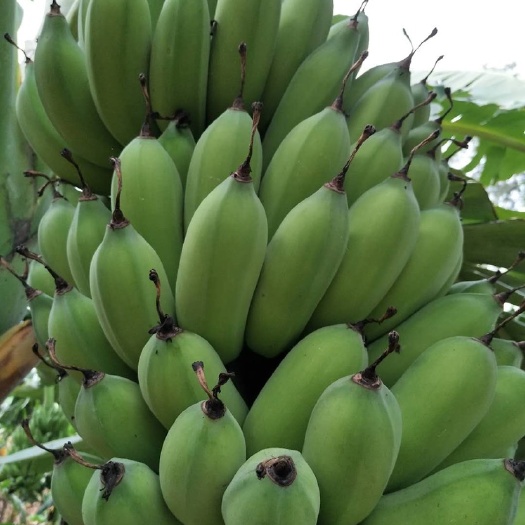 肇庆 靓粉蕉