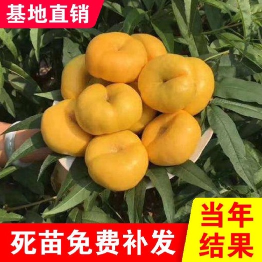 平邑县 黄金蟠桃树苗油桃黄金蟠桃新品种南北方种植