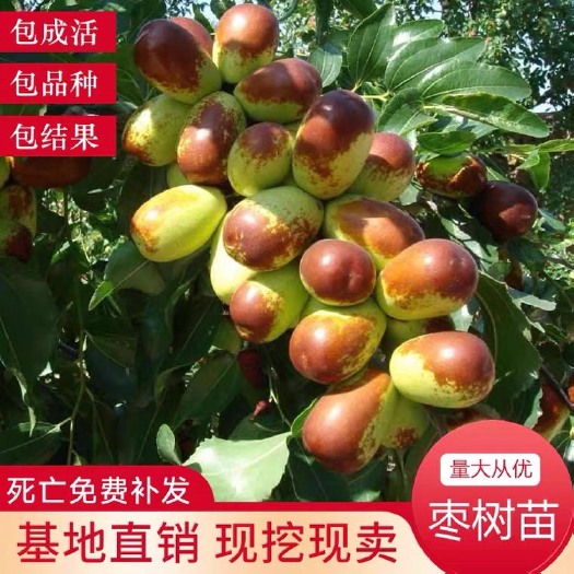 平邑县沾化冬枣1号接穗  冬枣树苗地栽嫁接沾化冬枣果树苗南北方种植