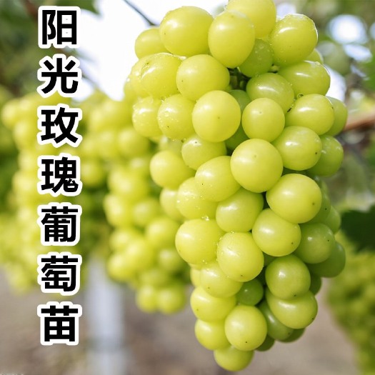 平邑县阳光玫瑰葡萄苗，当年结果，基地直销，确保成活死苗免费补发。