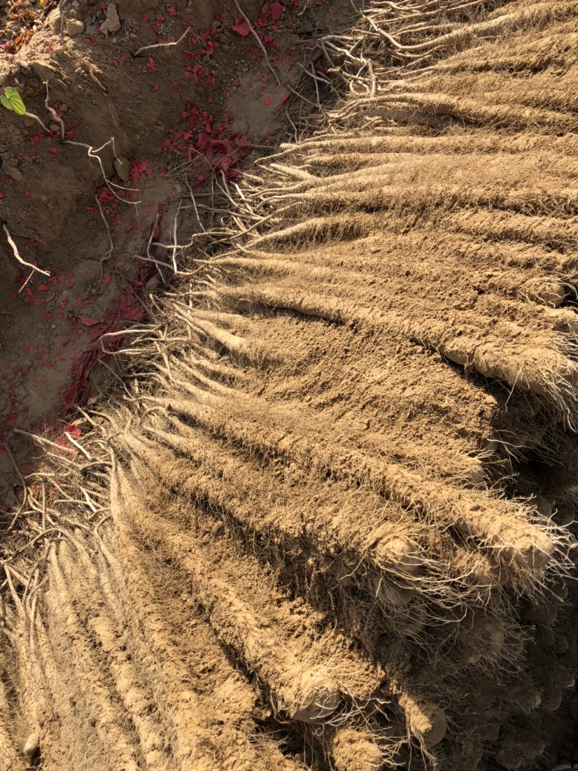 铁棍山药 70~90cm 