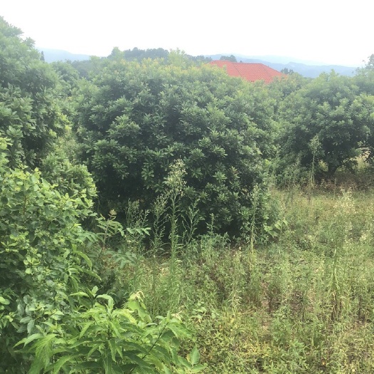 靖州县 精品球星杨梅树