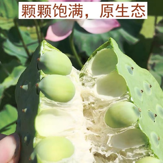 重庆市血本出售太空莲种子，新鲜莲子，莲蓬，人工打捞。每日现货每日采