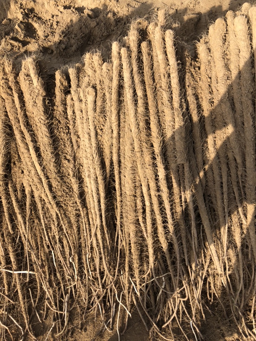 铁棍山药 70~90cm 