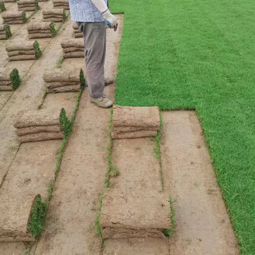 滁州马尼拉草皮  自家基地草坪