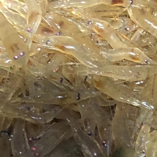 溧阳市太湖二号河虾苗！塘口一手货源！价格实惠