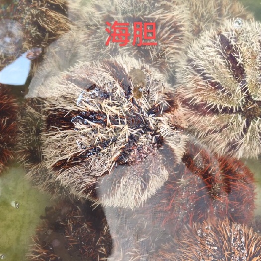 海口 海南 珊瑚礁鱼  海南海胆  可加工  找合伙人