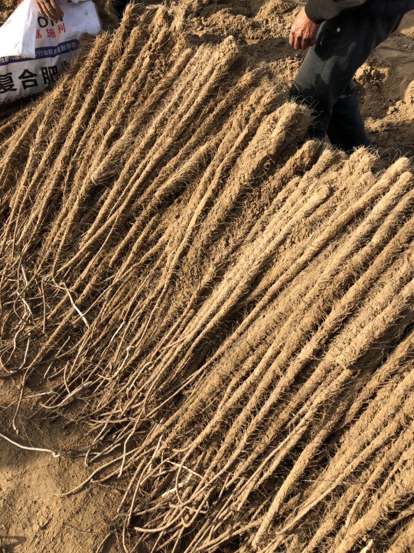 铁棍山药 70~90cm 