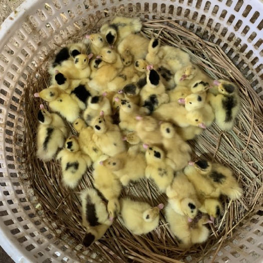 漳州半番鸭苗 M18一点头