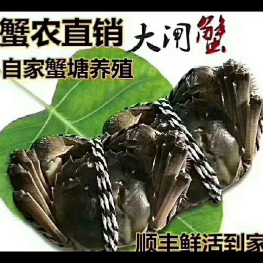兴化市兴化大闸蟹  大闸蟹螃蟹公母自家养殖产地直发质量保证全国顺丰  批发