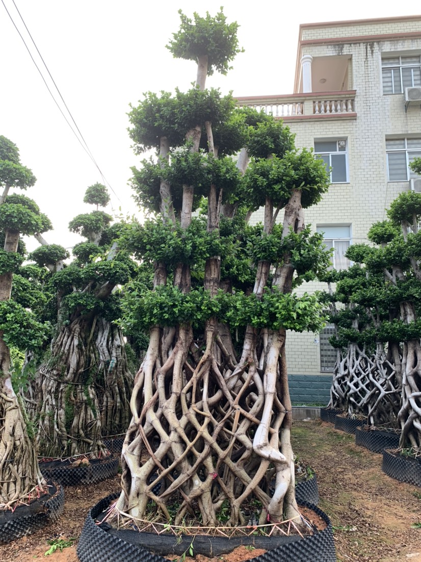 大型网根嫁接造型小叶榕桩景，高430-440