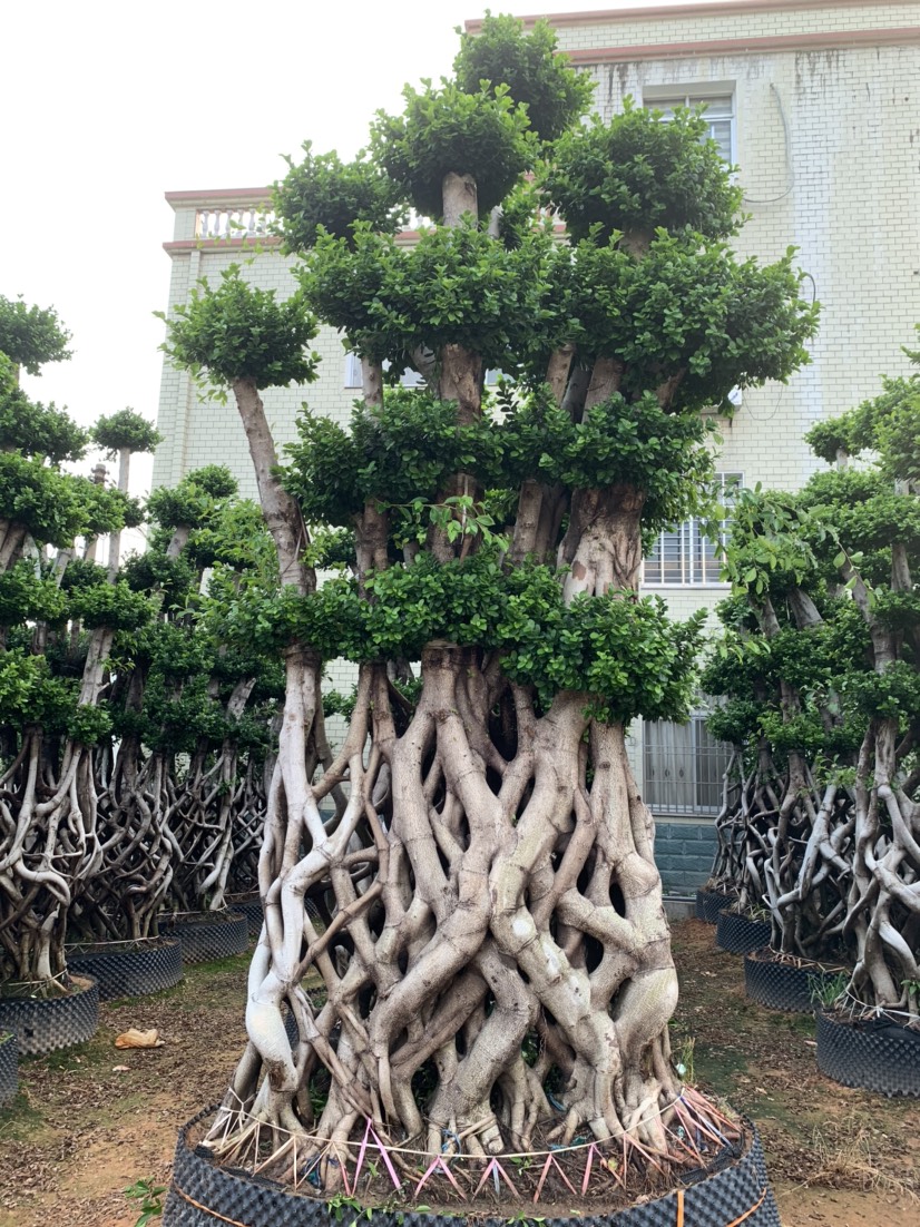 大型网根嫁接造型小叶榕桩景，高430-440