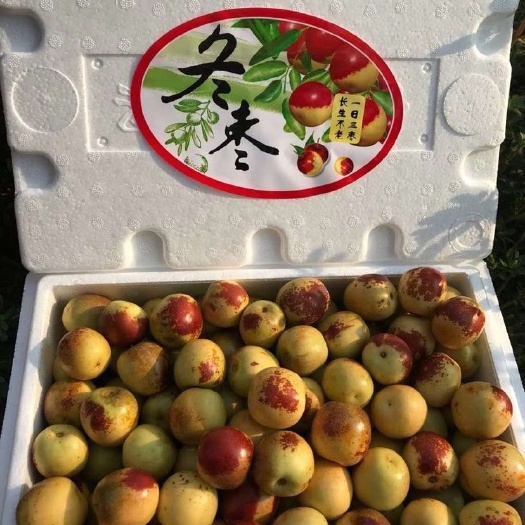 佛山陕西大荔冬枣现摘冬枣新鲜水果