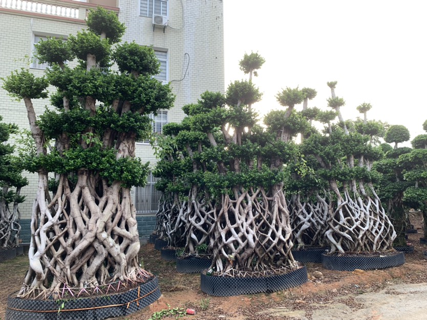 大型网根嫁接造型小叶榕桩景，高430-440