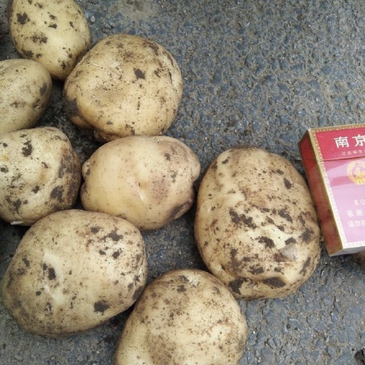 扶余市杠三七 家里常年种植土豆，出品土豆 质量保证， 价格斤数都可面议