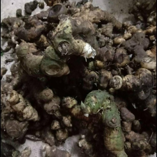 大化县姜形黄精  黄精 广西大山鲜货老虎姜 鸡头黄精