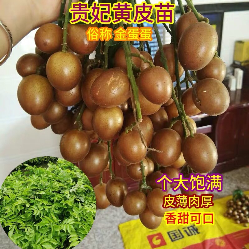 灵山县贵妃黄皮果苗结出果大肉厚，产量高