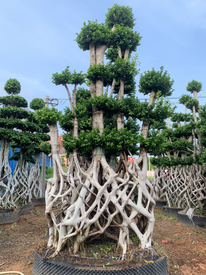 大型网根嫁接造型小叶榕桩景，高430-440