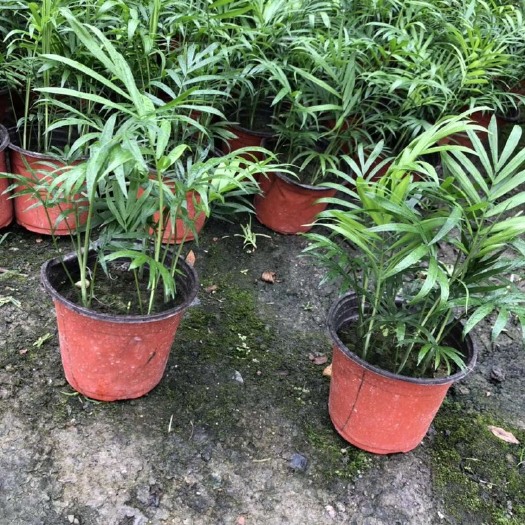 成都袖珍椰子盆栽 袖珍椰子基地，袖珍椰子杯苗