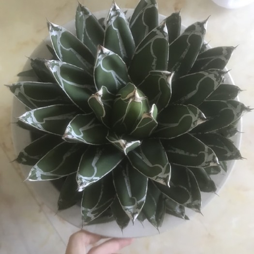 漳州龙舌兰  世之雪，屉之雪，参考盆23厘米，规格多，基地养多年植物