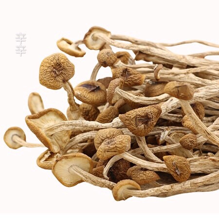 古田县 古田茶树菇开伞 基地直供