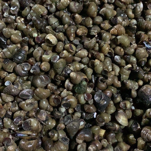 螺蛳 全国供应大量饲料螺蛳批发