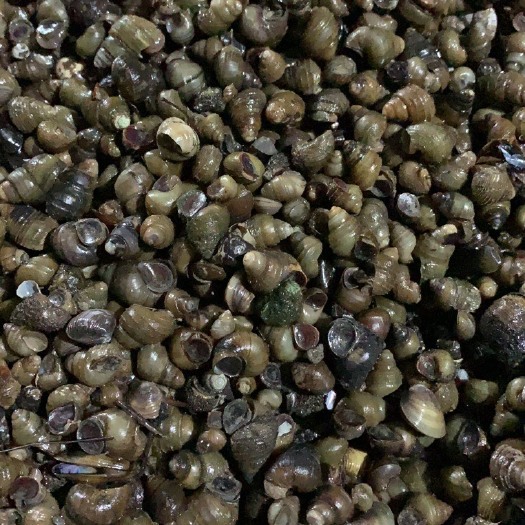 昆山市螺蛳 全国供应大量饲料螺蛳批发