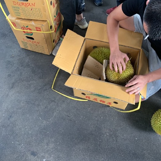 广州金枕榴莲  金枕B6。少量不发货 运费发市场车