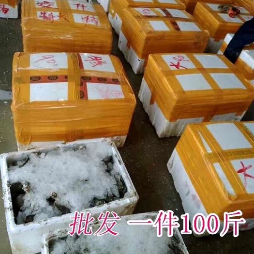 饶平县牡蛎 广东带壳大生蚝 鲜活带壳烧烤蚝，一件批发价全国发货