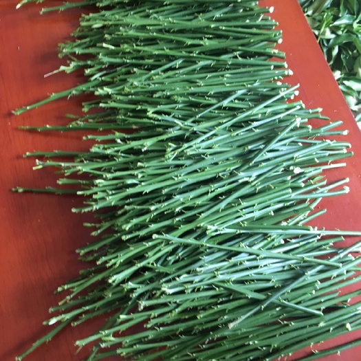 融水县脆蜜金柑枝条 15~20cm