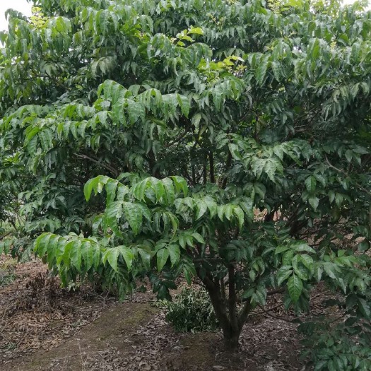 柳城县 黄皮果
