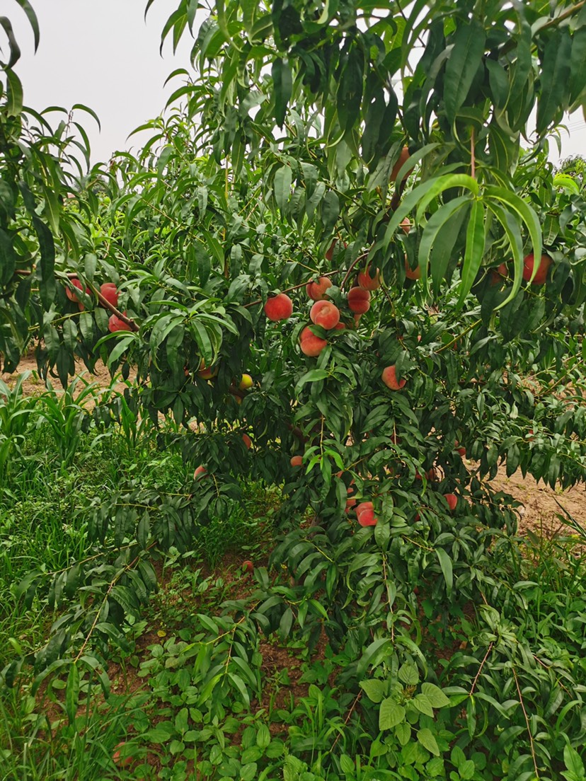 嫁接桃树苗  桃树果苗嫁接苗果树苗水蜜桃黄桃油桃盆栽地栽南方北方种植桃树苗