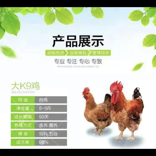 南宁k9鸡苗 882-901 麻黄k9鸡苗肉鸡苗 大型肉鸡苗