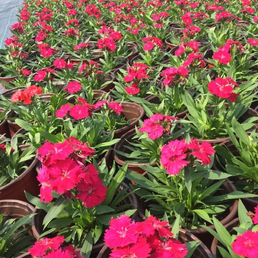 平湖市常夏石竹  石竹量大价优