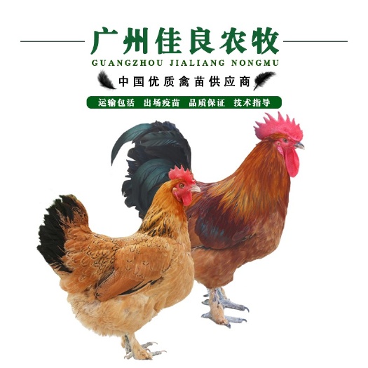 广州土杂鸡苗  热卖红瑶鸡苗 包打疫苗 运输包损耗 孵化场直供 提供技术指导