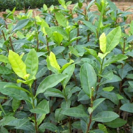 蒲江县安吉白茶树苗 实生苗 0.5~1米 