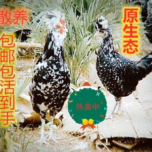 南宁贵妃鸡苗.观赏苗 肉鸡苗.品种纯正.厂家直销.包打疫苗