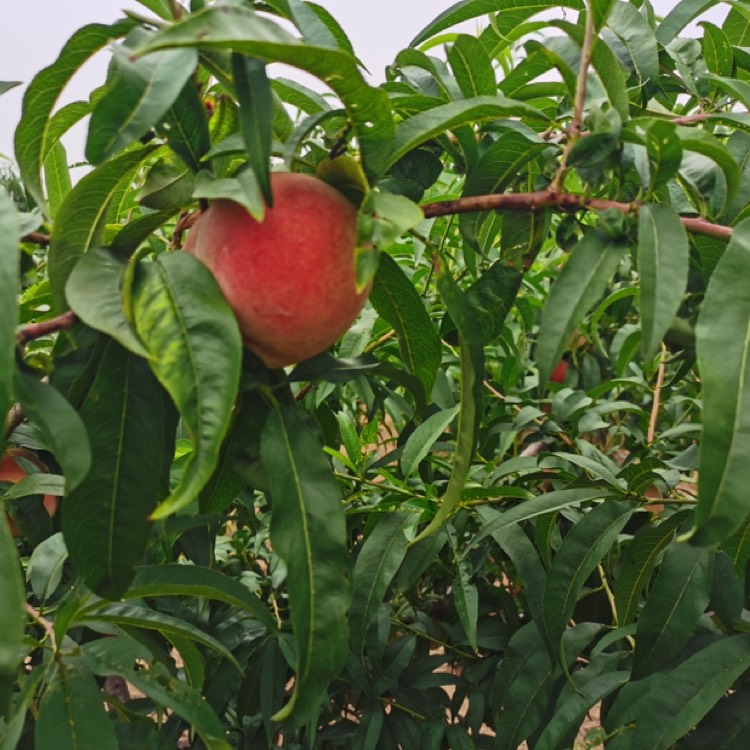 嫁接桃树苗  桃树果苗嫁接苗果树苗水蜜桃黄桃油桃盆栽地栽南方北方种植桃树苗