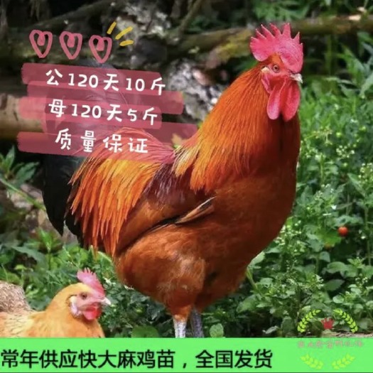 南宁青脚麻鸡苗  铁脚麻鸡苗 快大型肉鸡苗 提供技术.包打疫苗.