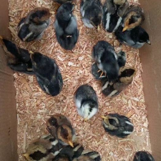 南宁 斗鸡苗，越南鬼子斗鸡