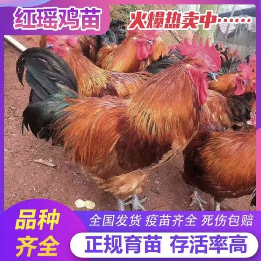 南宁青脚红瑶鸡苗. 黑青脚瑶鸡苗 大型肉鸡苗 包打疫苗