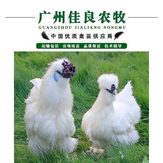 广州温氏竹丝鸡苗 乌鸡苗 包打疫苗 运输包损耗 提供技术支持