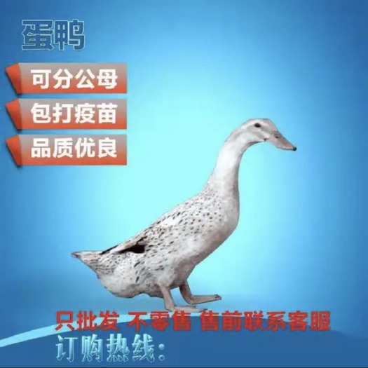 南宁多蛋鸭苗. 品种纯正.厂家直销.提供技术