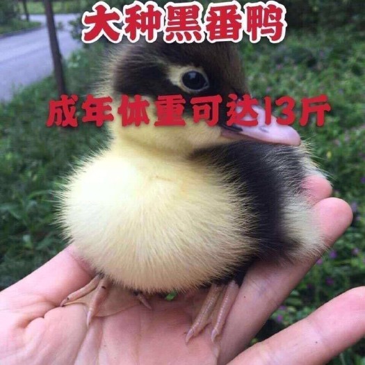 南宁番鸭苗 火鸭苗 西洋鸭苗 黑白番鸭苗 大型肉鸭苗